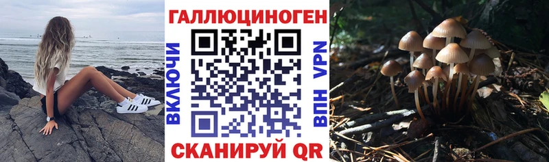 Псилоцибиновые грибы Cubensis  Ростов 